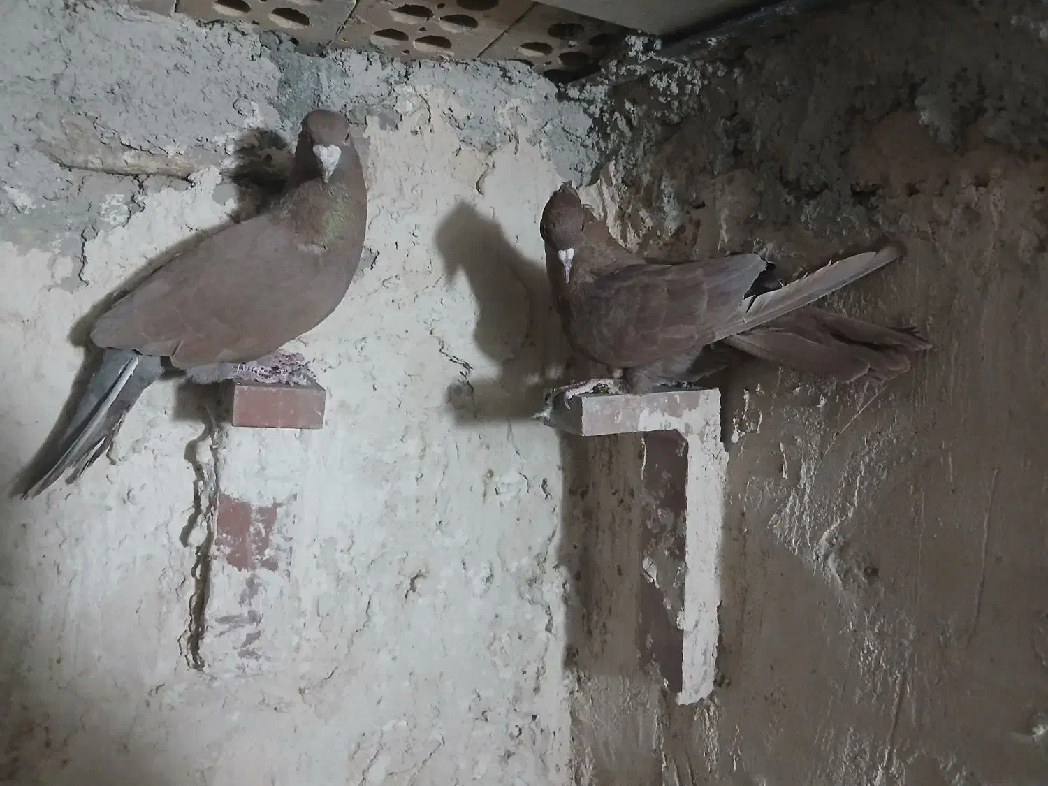 کفترنرماده گلی|پرنده|کرمان, |دیوار