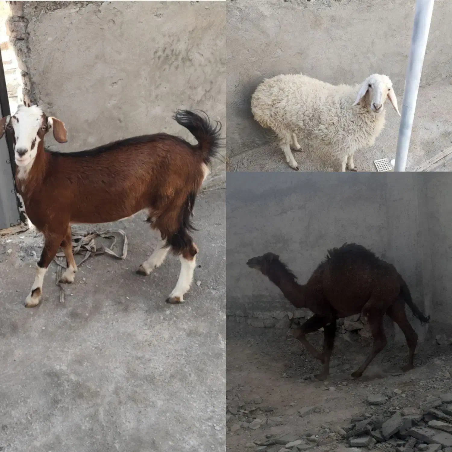 گوشت محلی|حیوانات مزرعه|درح, |دیوار