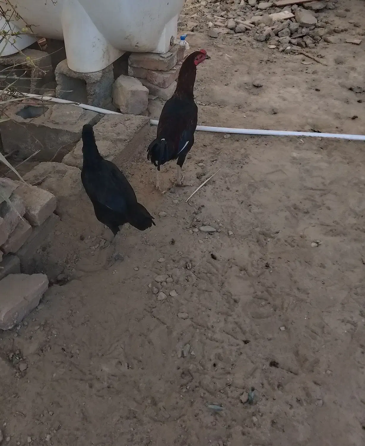 خروس وماکیان فروشی|حیوانات مزرعه|سراوان, |دیوار