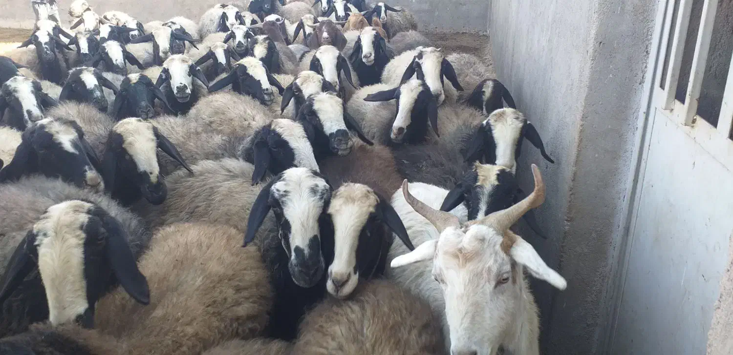 میش های اصیل شال|حیوانات مزرعه|اسفرورین, |دیوار