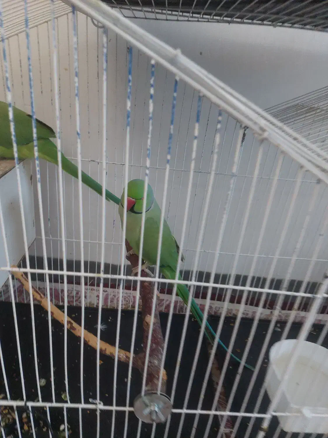 یک جفت طوطی ملنگو نرو ماده|پرنده|بندر گز, |دیوار