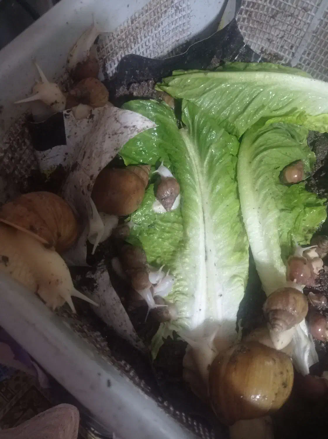 حلزون فروشی|لوازم جانبی حیوانات|بم, |دیوار