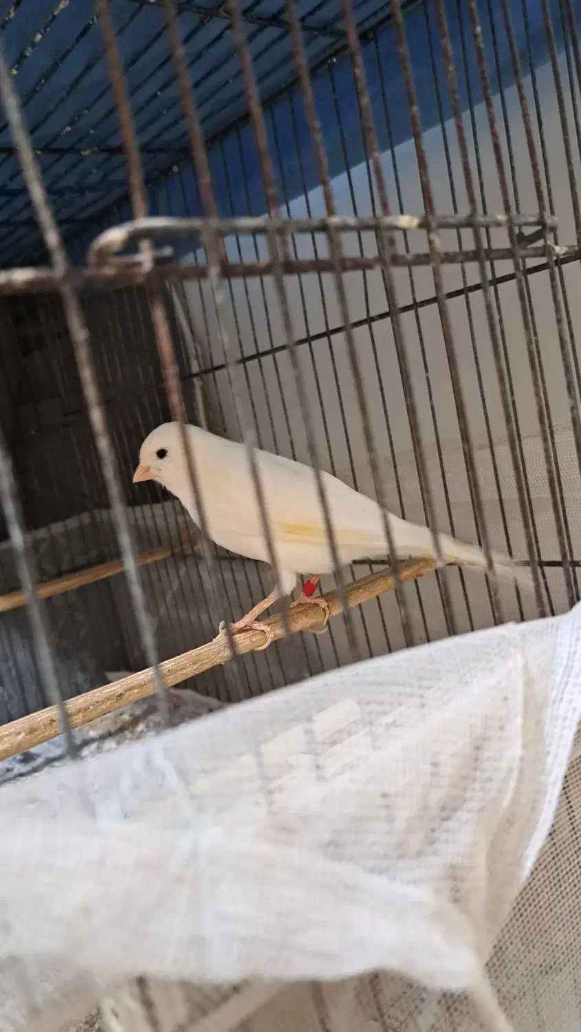 قناری ماده سالم عوض با قناری نر یا فروش|پرنده|مشکیندشت, |دیوار