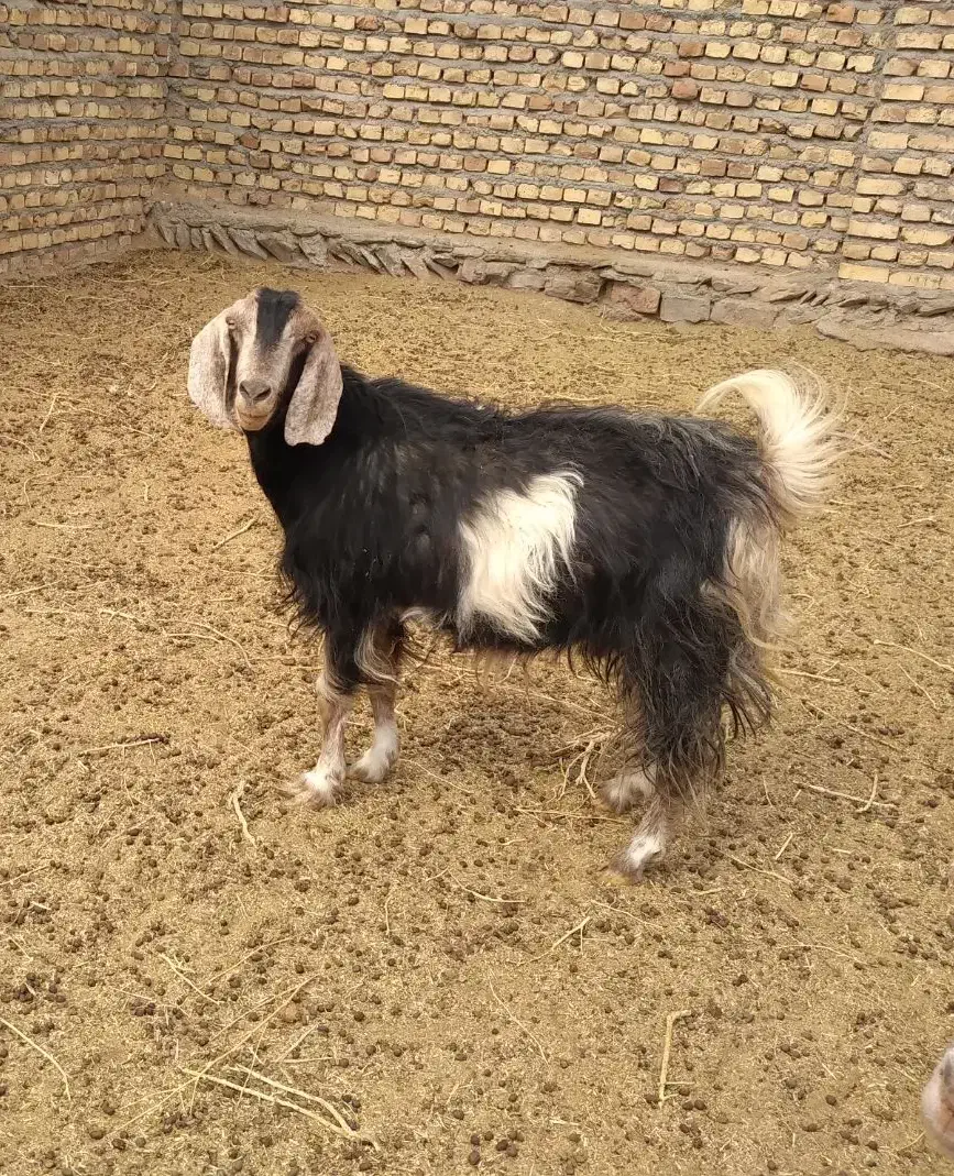 بز دورگه نهبندان|حیوانات مزرعه|نهبندان, |دیوار