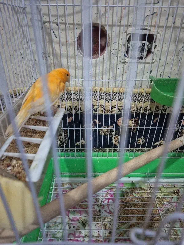 قناری نر|پرنده|فرخ‌شهر, |دیوار