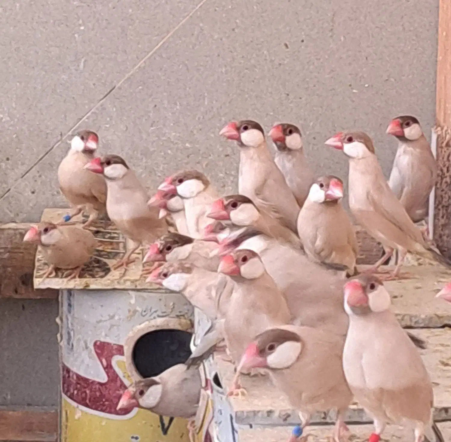 ۵۰ جفت نرگسی شکلاتی رو تخم و جوجه|پرنده|قم, بنیاد|دیوار