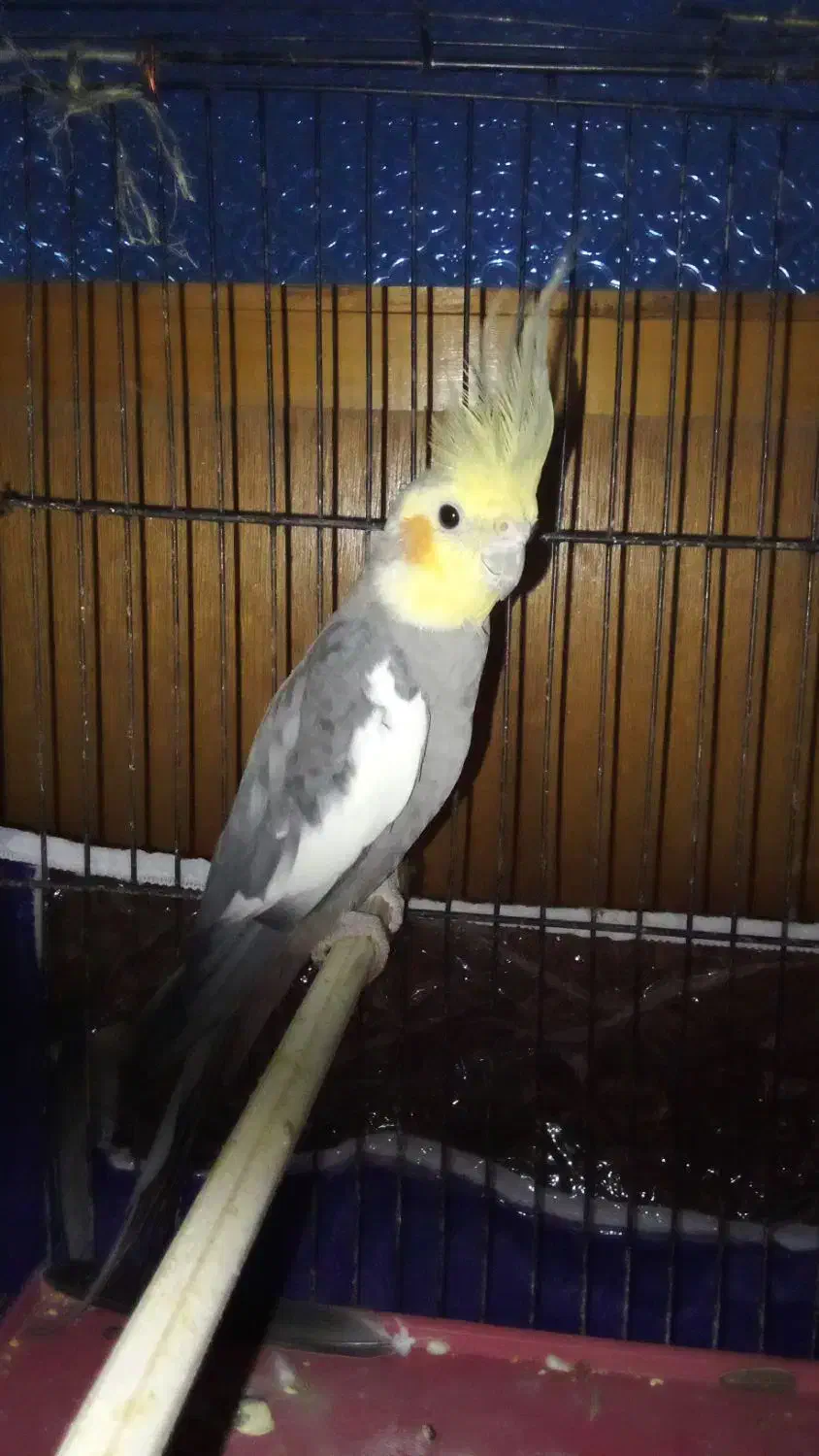 عروس ابلغ نر|پرنده|مینودشت, |دیوار