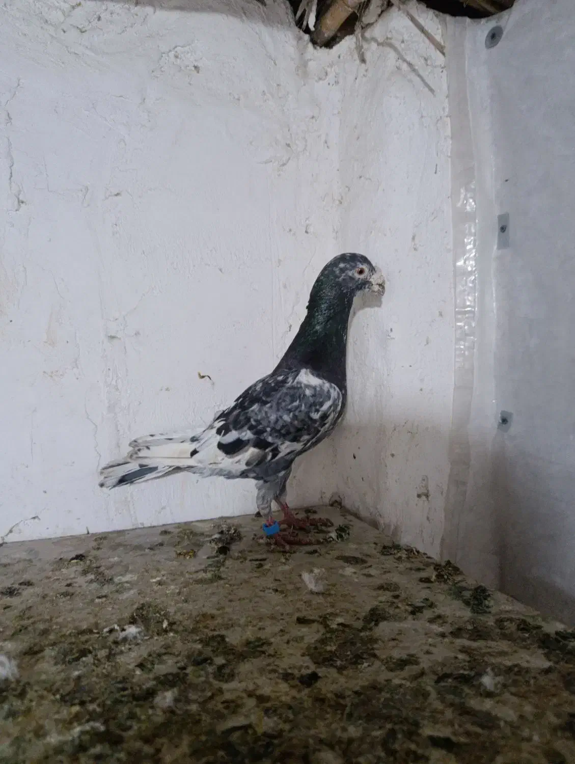 کبوتر|پرنده|نگین شهر, |دیوار