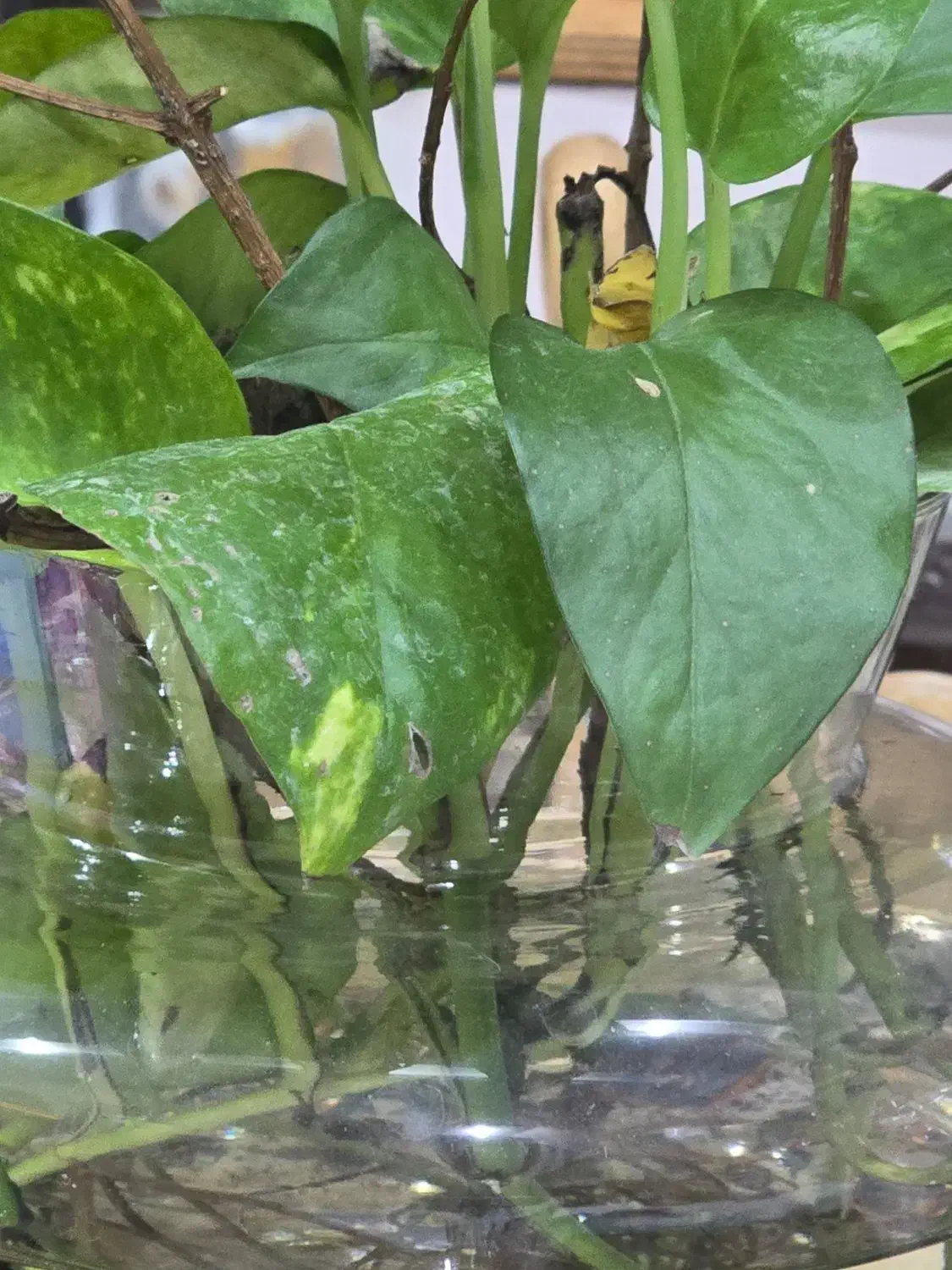 خدمتکار منزل|خدمات نظافت|چهارباغ, |دیوار