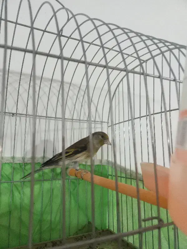 سهره قناری نر جوانه|پرنده|ساوه, |دیوار