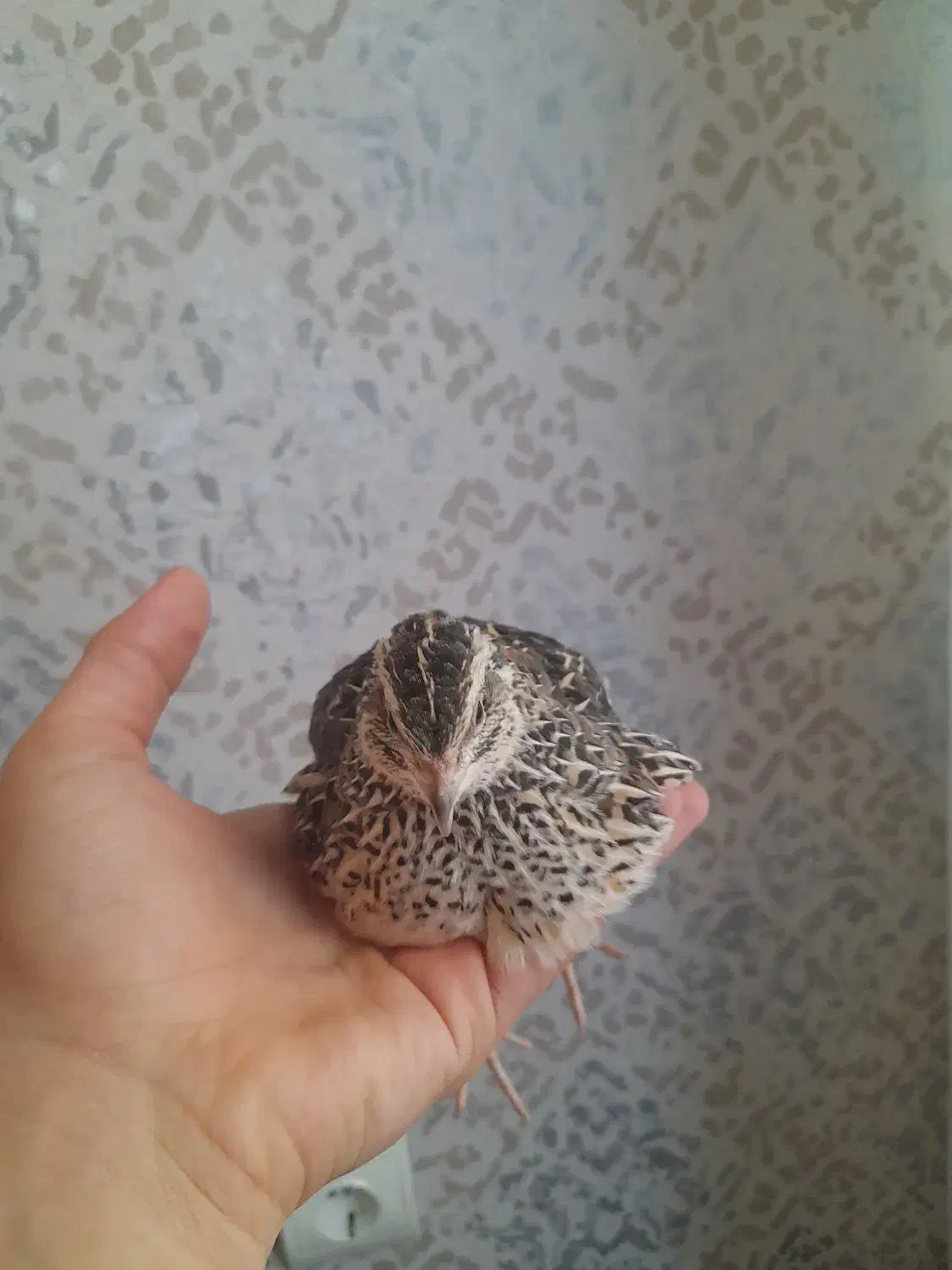 بلدرچین|حیوانات مزرعه|رشت, حمیدیان|دیوار