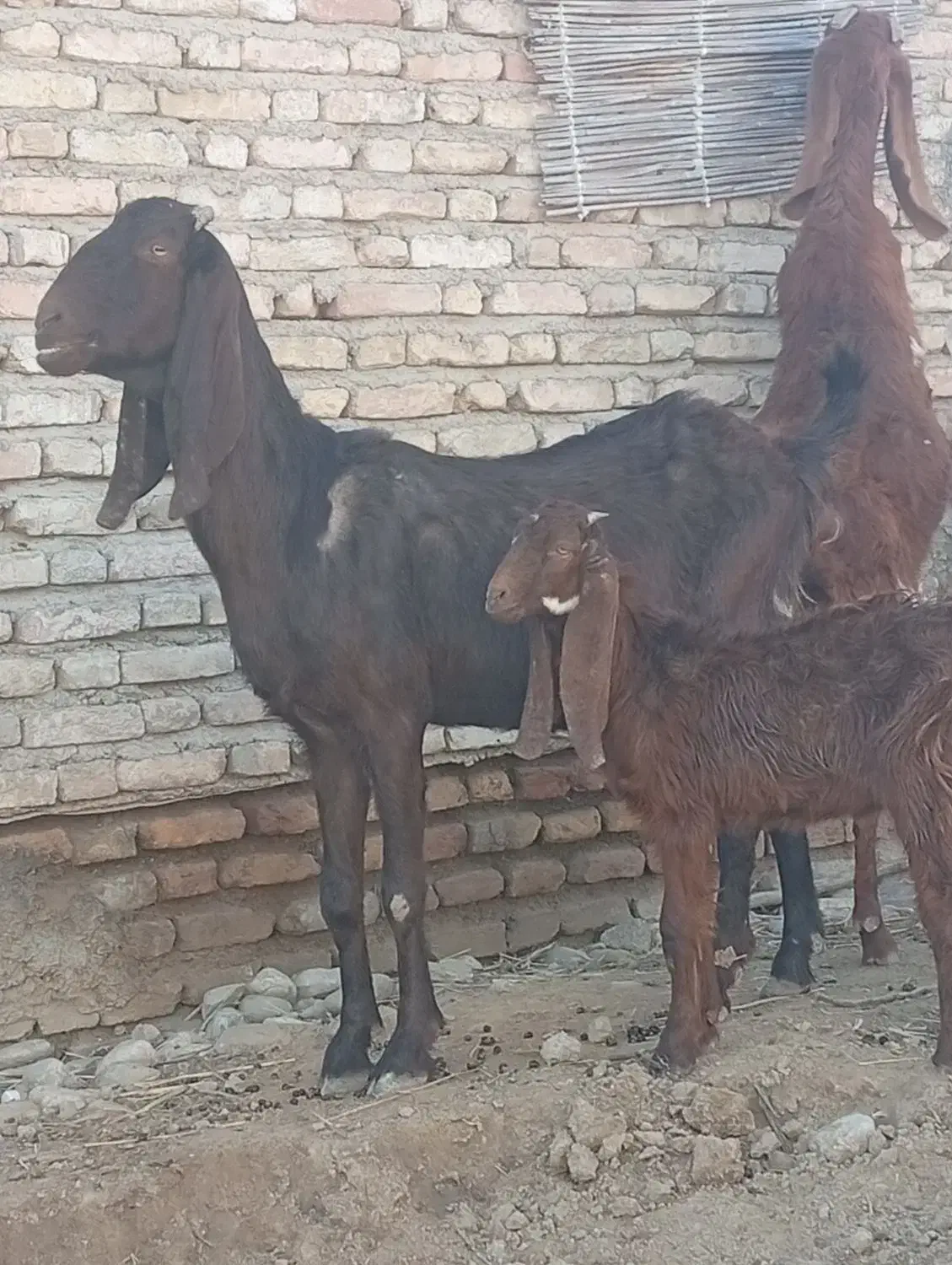 سه راس بز پاکستانی آبستن سنوشده با دوراس بزغاله|حیوانات مزرعه|سیمین شهر, |دیوار