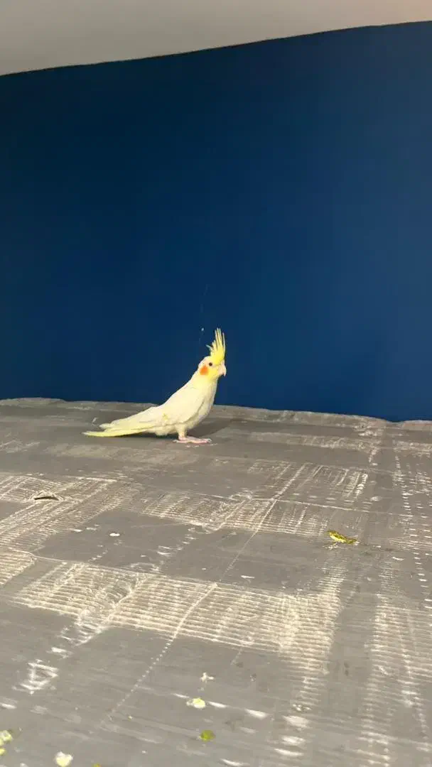 جوجه عروس لوتینو و طوسی|پرنده|قزوین, |دیوار