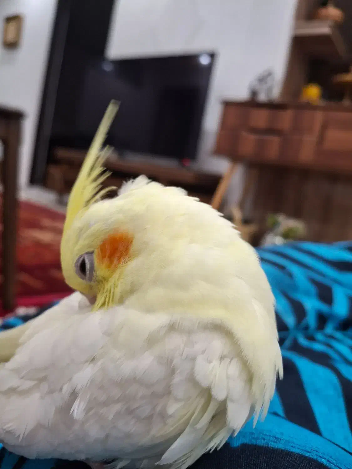 عروس هلندی نر سخنگو|پرنده|کرمانشاه, |دیوار