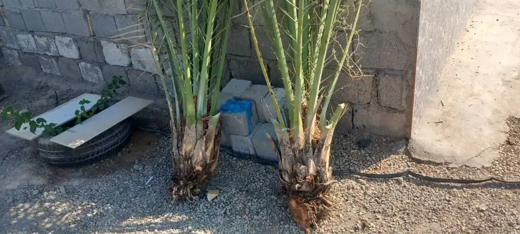 پاجوش نخل|خدمات باغبانی و درختکاری|وحدتیه, |دیوار