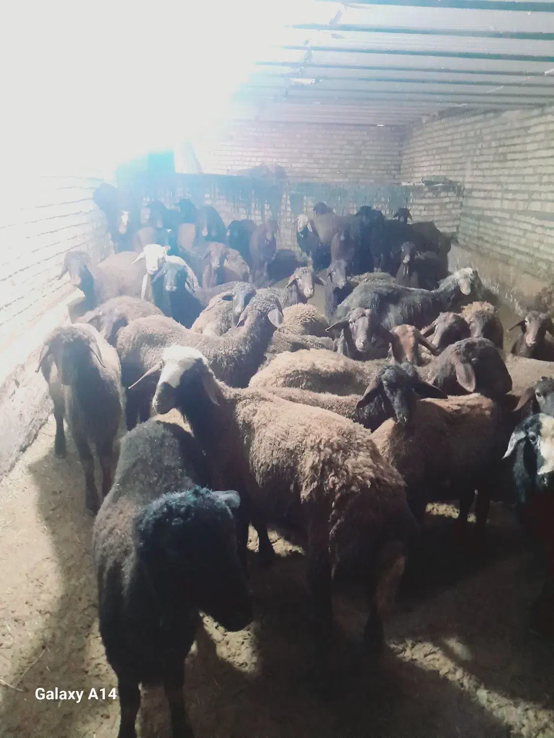 بره نر|حیوانات مزرعه|شادیان, |دیوار