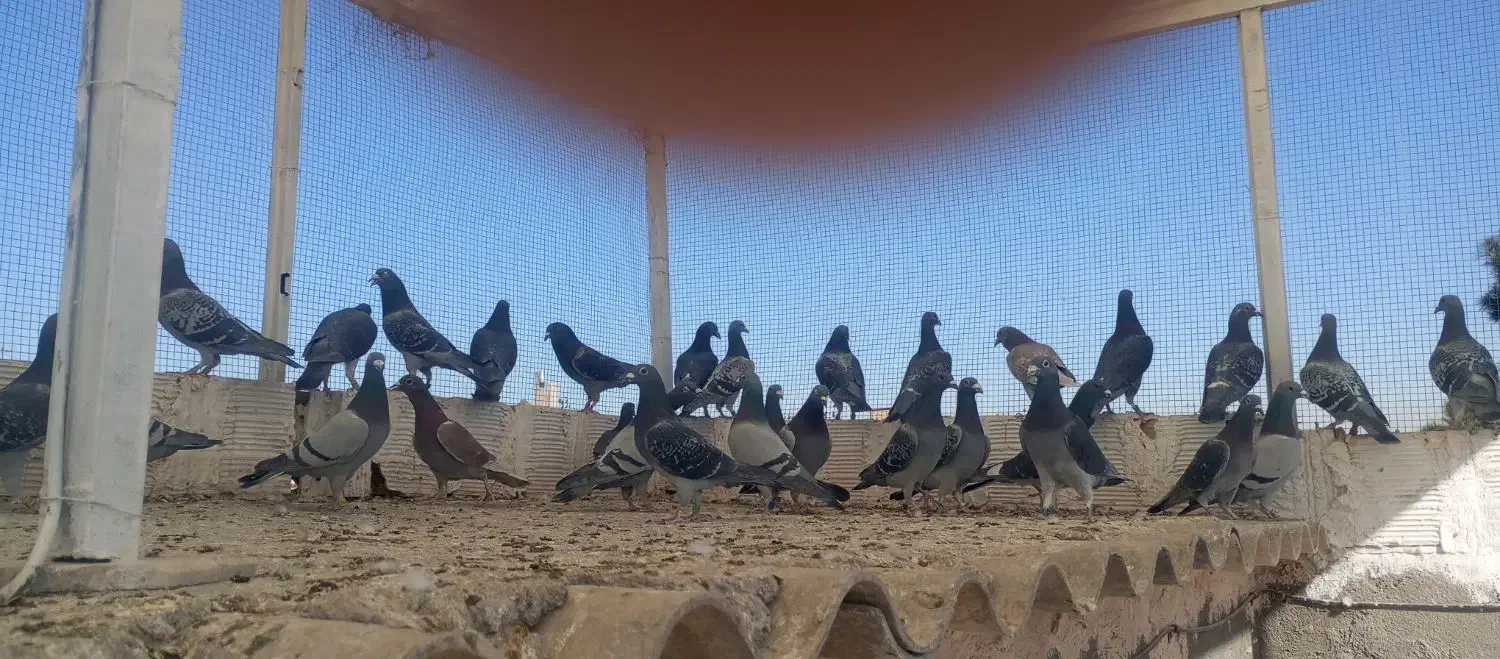 مسافتی مسابقه دهنده|پرنده|مشهد, انقلاب|دیوار