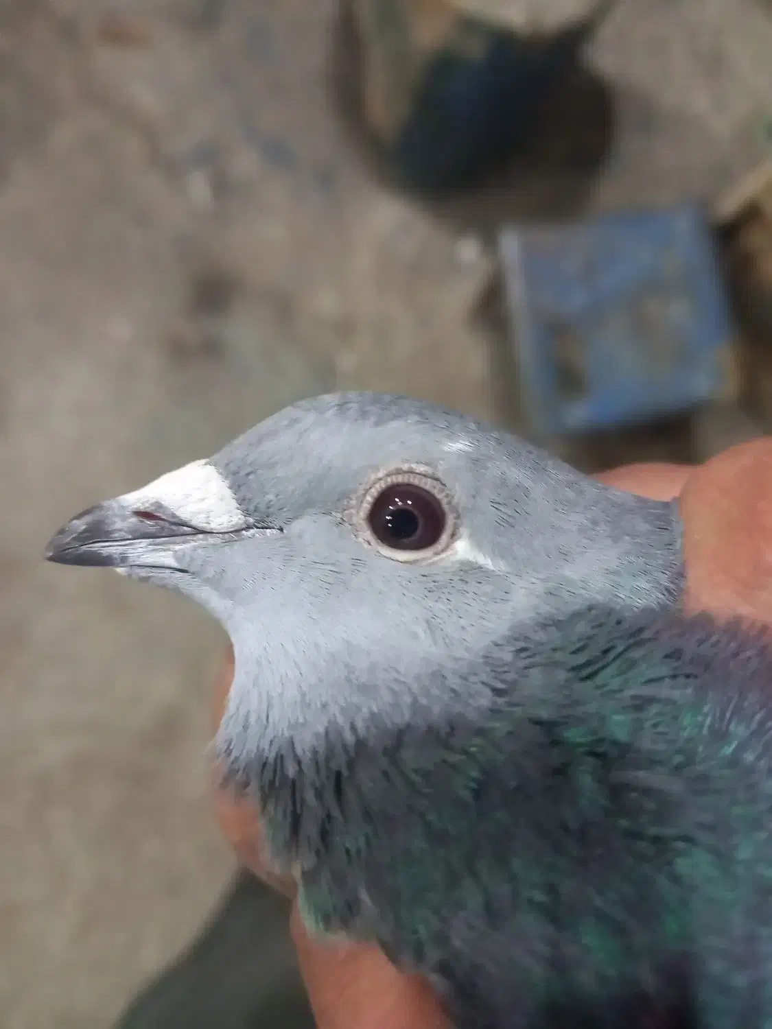 جان آردن سیلور|پرنده|نمین, |دیوار