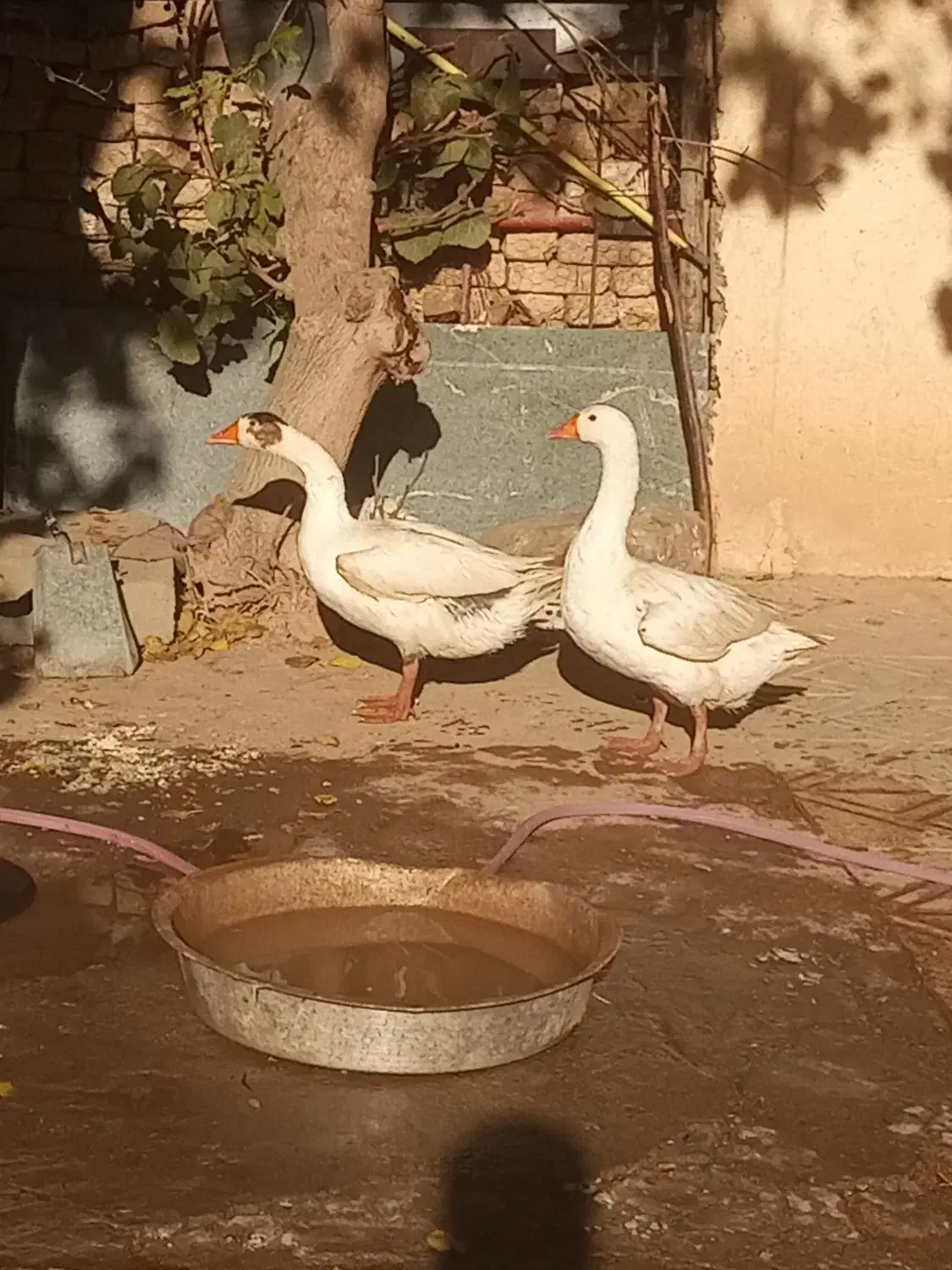 غاز|حیوانات مزرعه|زرندیه, |دیوار