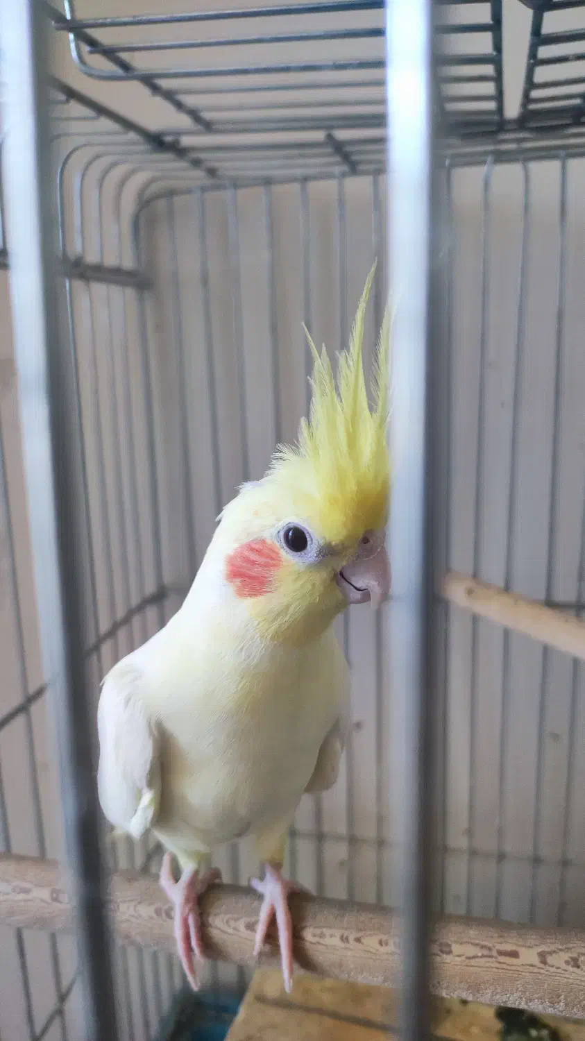 فروش عروس هلندی مولد|پرنده|شیراز, صنایع الکترونیک|دیوار