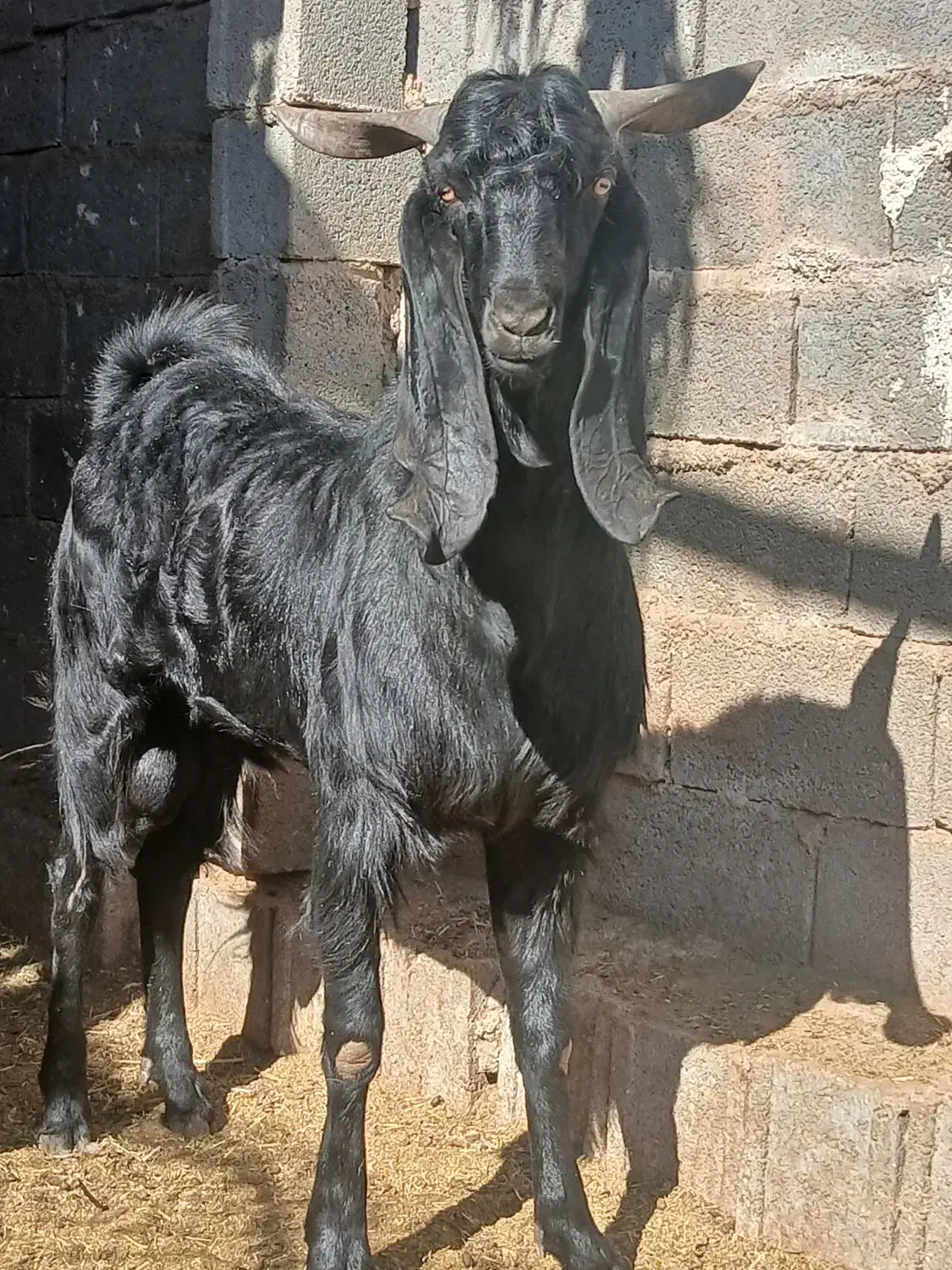 پازن|حیوانات مزرعه|خفر, |دیوار