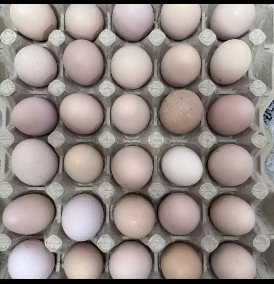 تخم مرغ گلپایگان|خوردنی و آشامیدنی|تهران, خاوران|دیوار