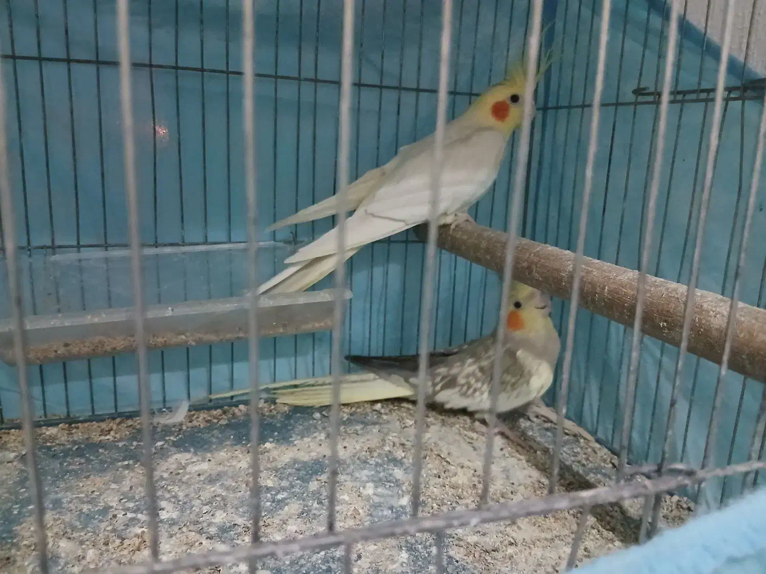 عروس هلندی|پرنده|رشت, پیرسرا|دیوار