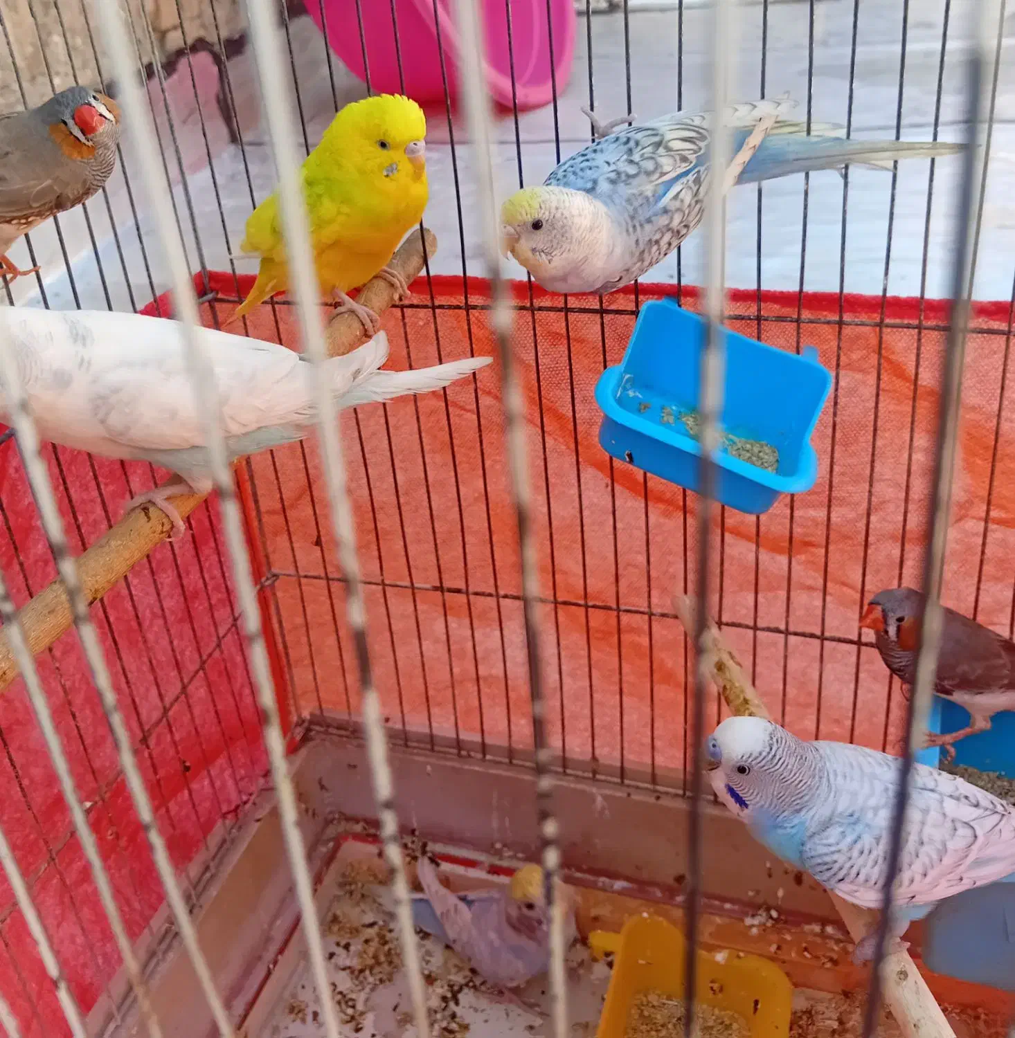 قناری|پرنده|قم, شهرک فاطمیه|دیوار