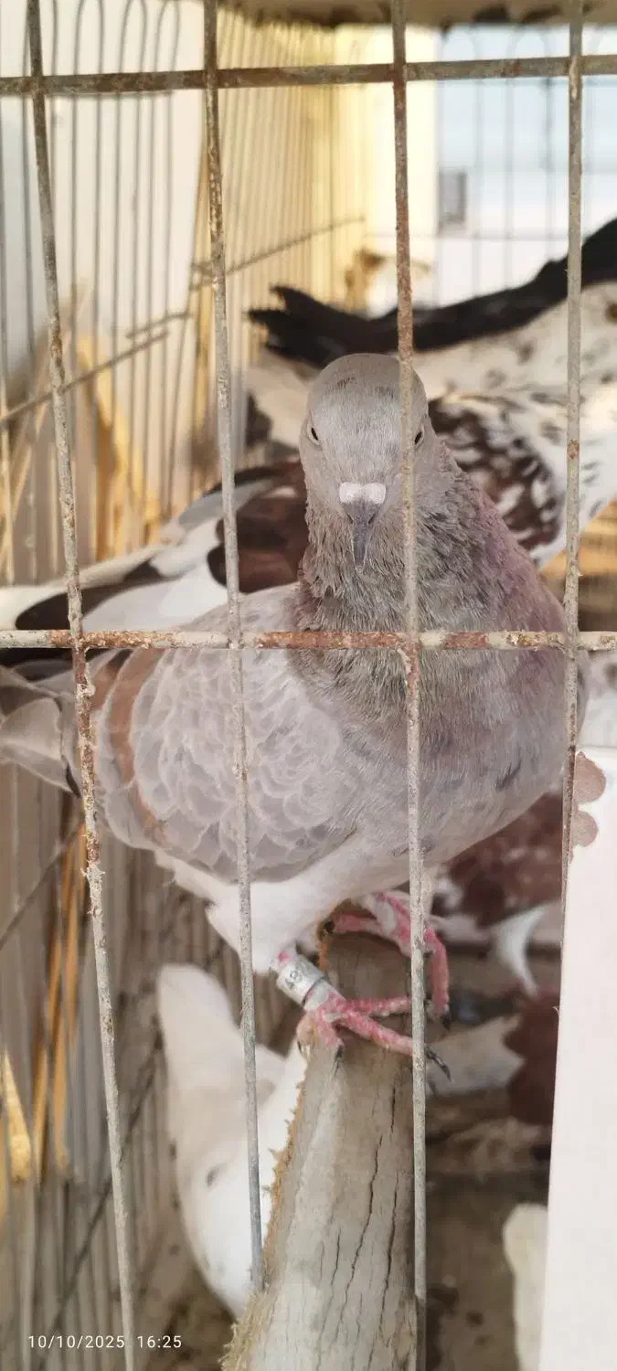 کبوتر پرشی|پرنده|کیش, |دیوار