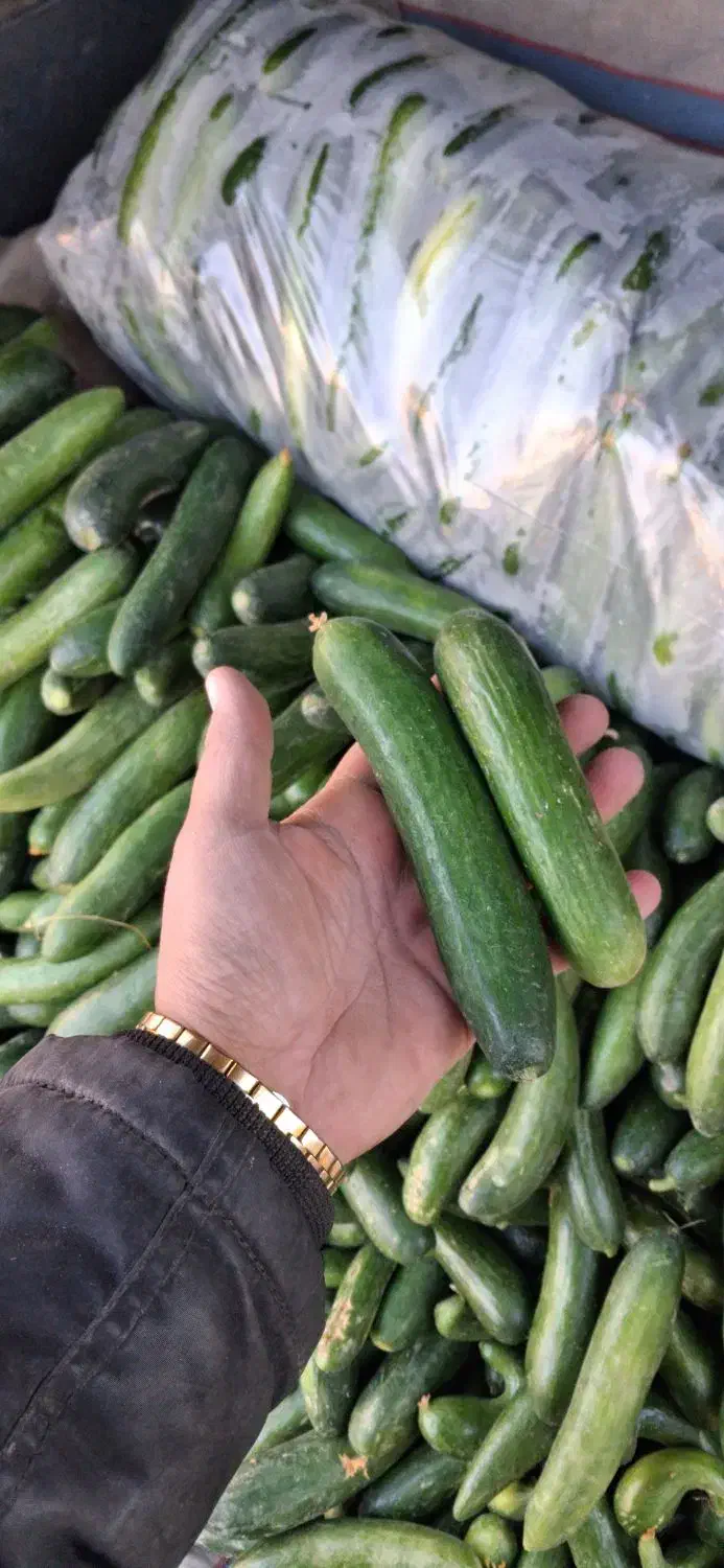 خیار محلی ۲۸ت و ۱۵ت|حراج|جهرم, |دیوار