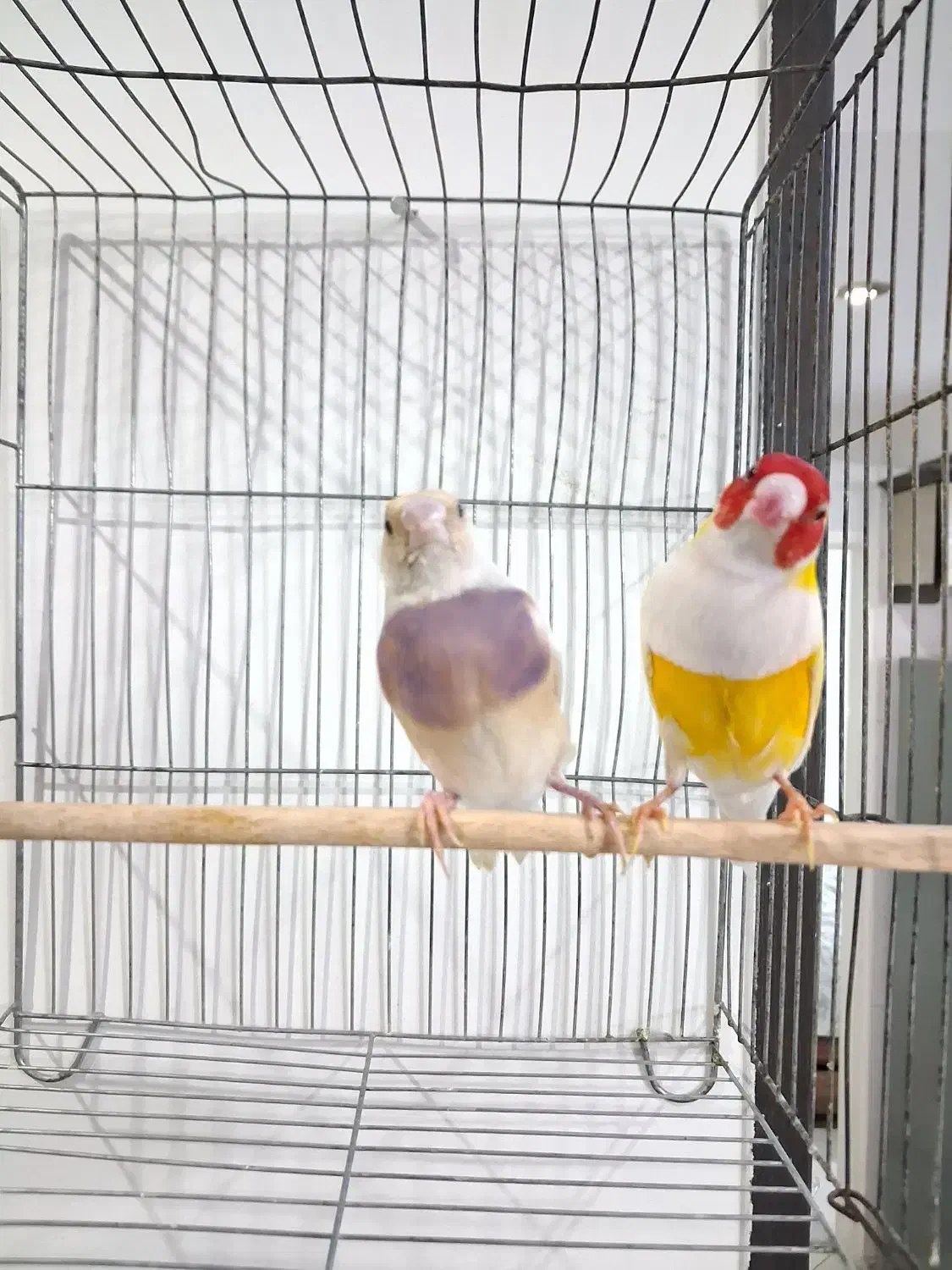 فنچ گلدین مولد|پرنده|قدس, شهر‌قدس|دیوار