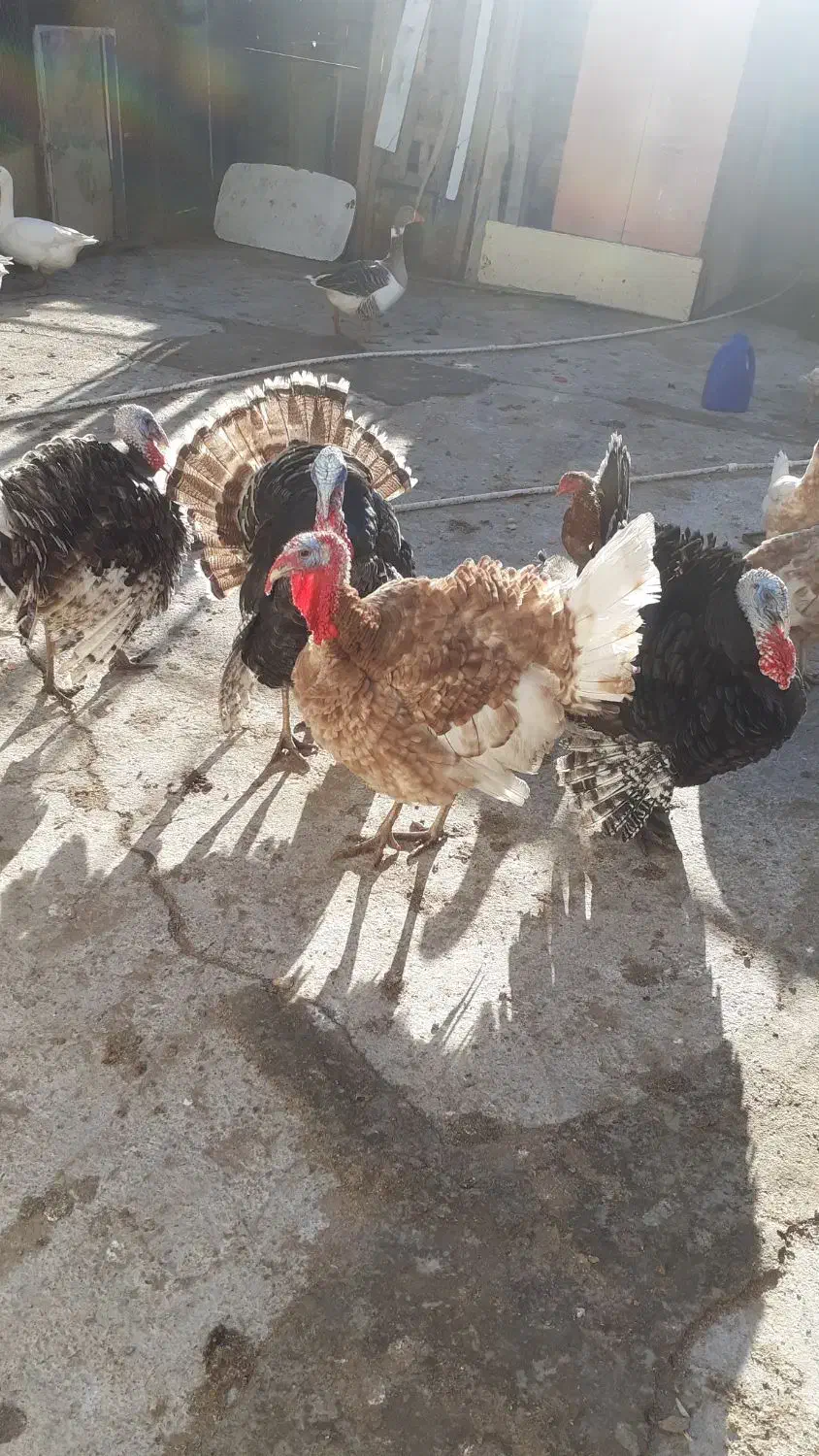 بوقلمون|حیوانات مزرعه|زاهدان, |دیوار