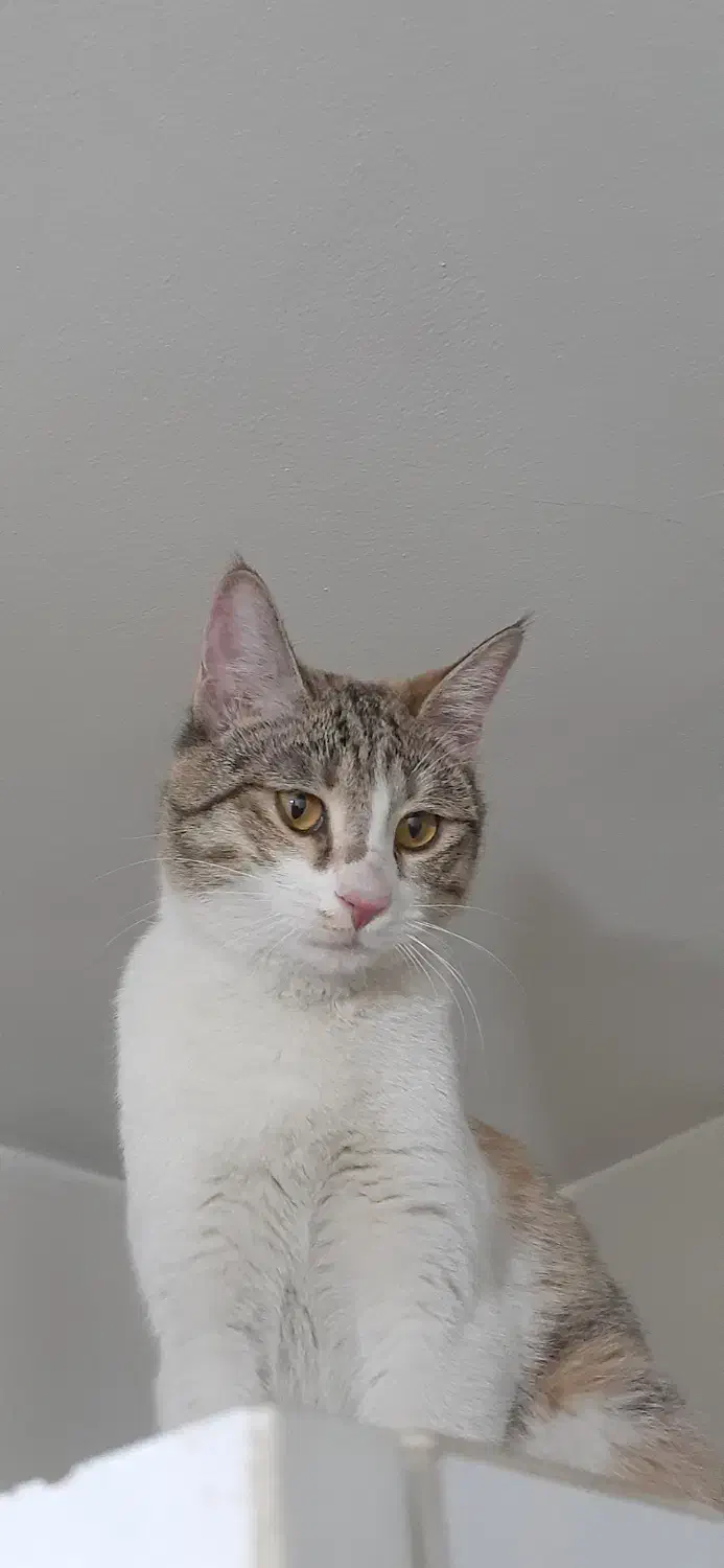 گربه DSH گمشده|حیوانات|تهران, مسعودیه|دیوار