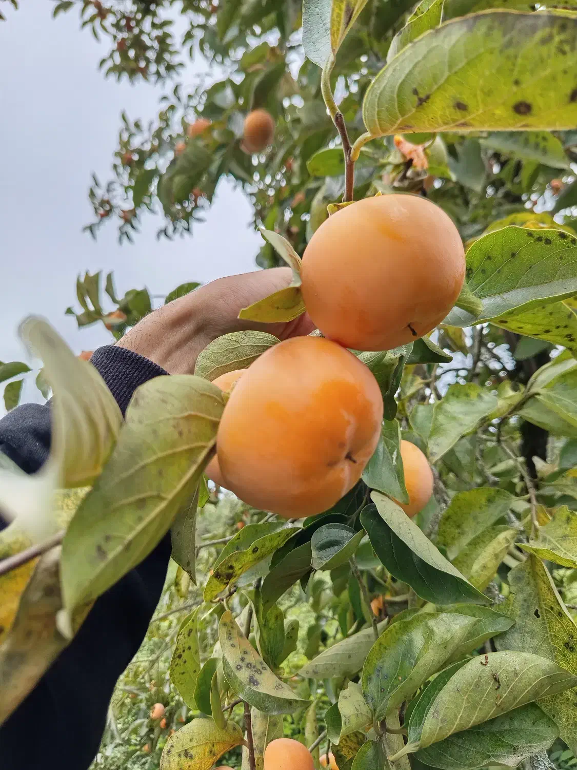 فروش خرمالو صادراتی|خوردنی و آشامیدنی|تهران, سعادت‌آباد|دیوار