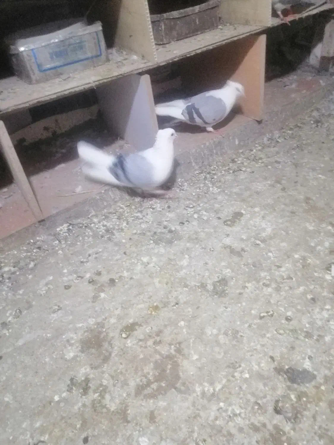 کبوتر|پرنده|سیلوانه, |دیوار