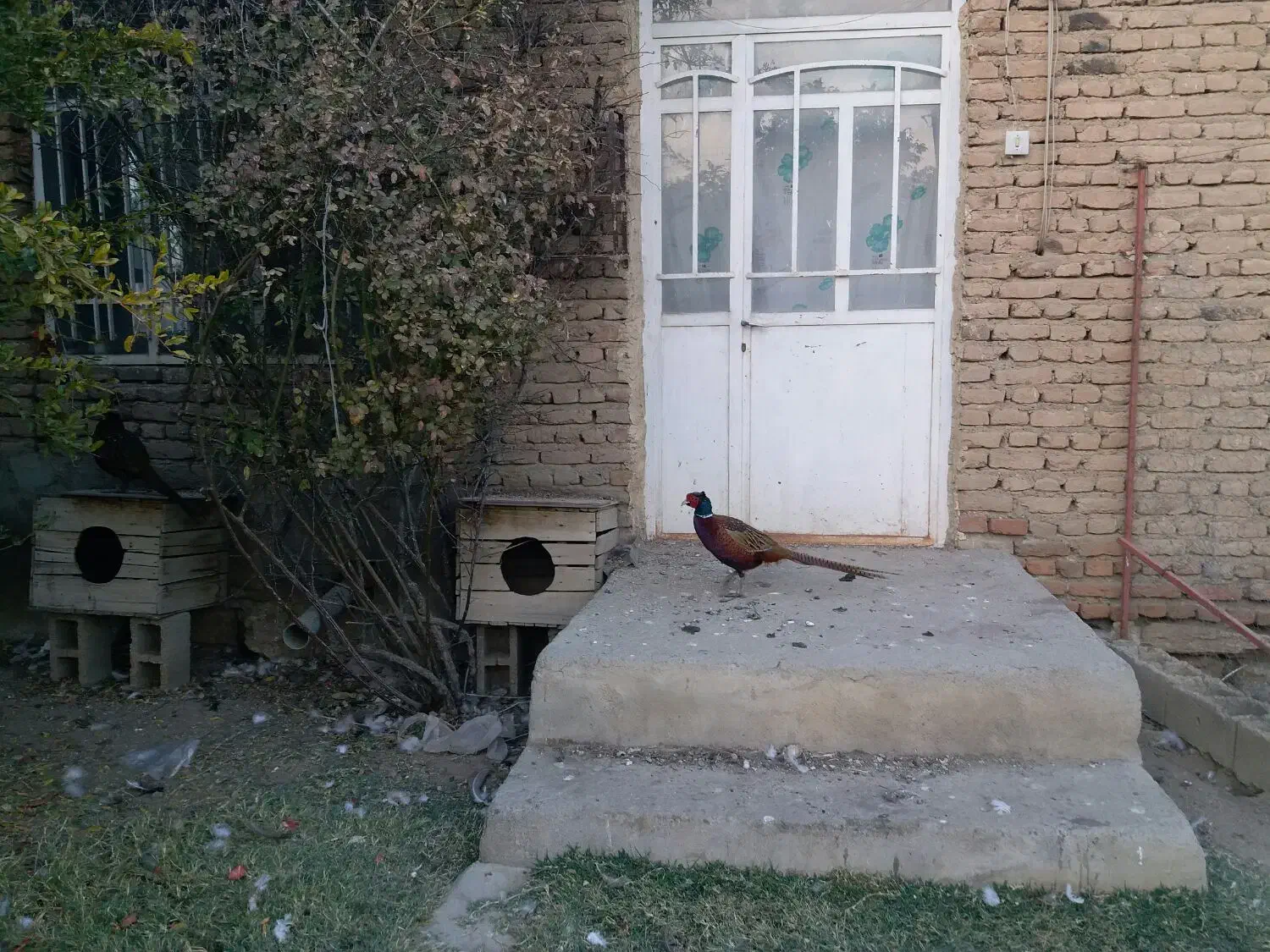 خروس آمریکایی|حیوانات مزرعه|محمدبار, |دیوار