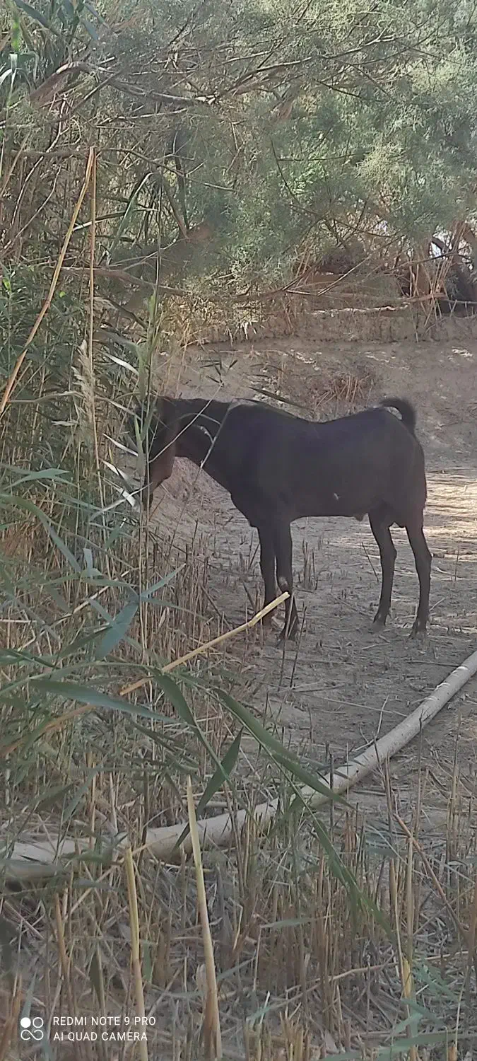 کعره|حیوانات مزرعه|زهک, |دیوار