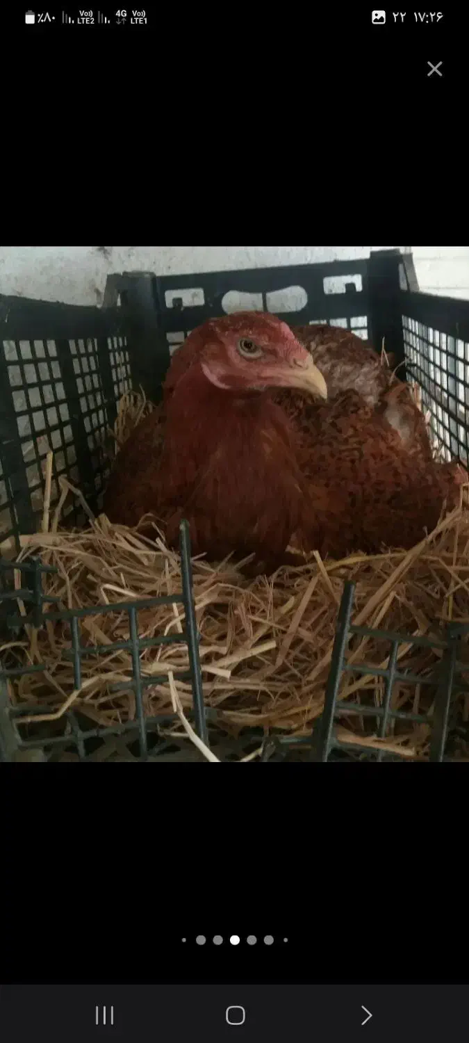 مرغ و خروس و جوجه و تخم لاری اصیل افغان|حیوانات مزرعه|قائمشهر, |دیوار