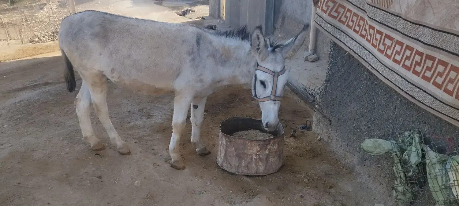 خر جوان|حیوانات مزرعه|کوهدشت, |دیوار