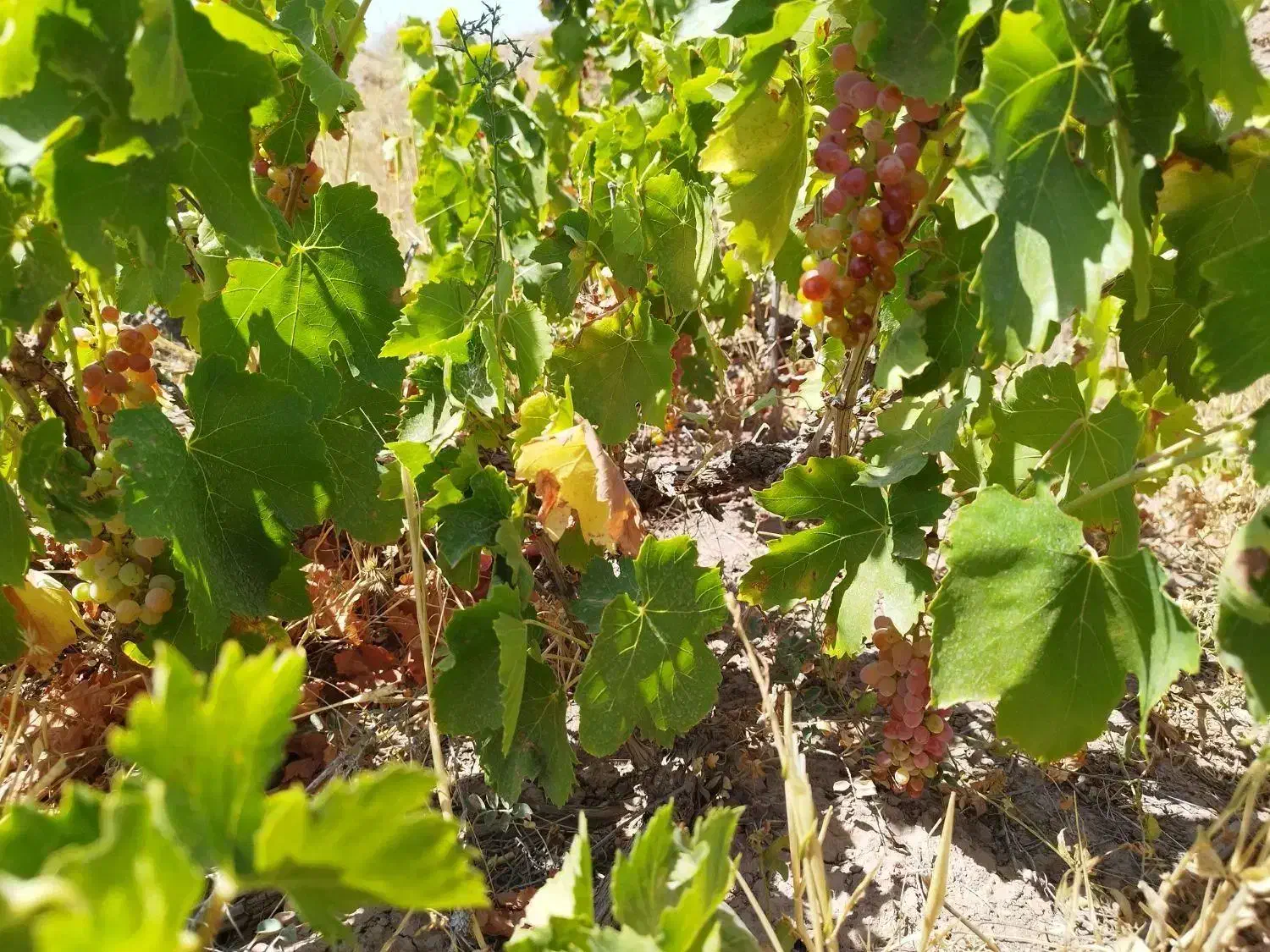 3هکتار باغ و زمین قزوین تاکستان روستای خرم آباد|فروش دفتر صنعتی، کشاورزی، تجاری|اسفرورین, |دیوار