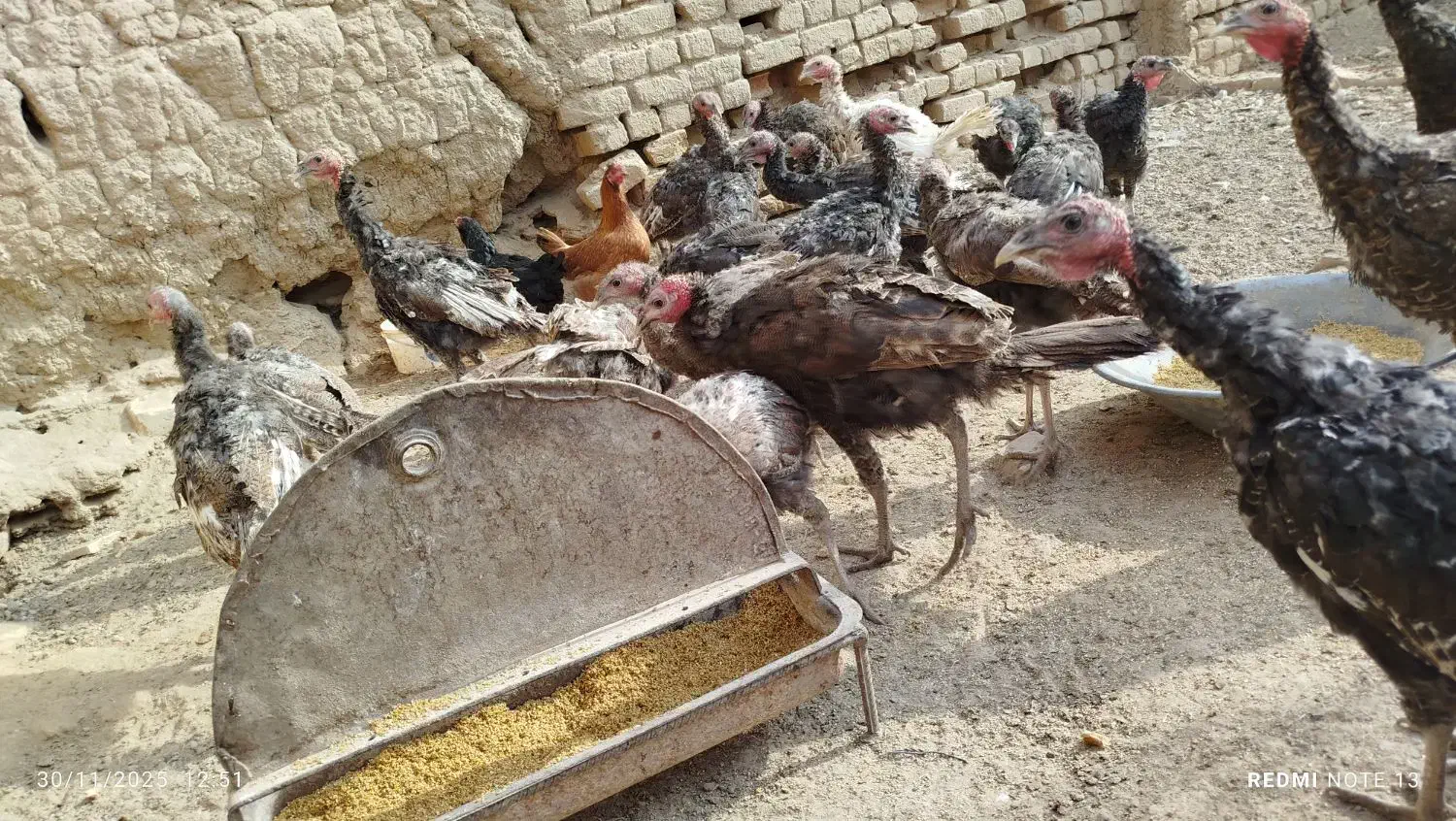 بوقلمون فروشی نر و ماده در هم 20عدد|حیوانات مزرعه|فامنین, |دیوار