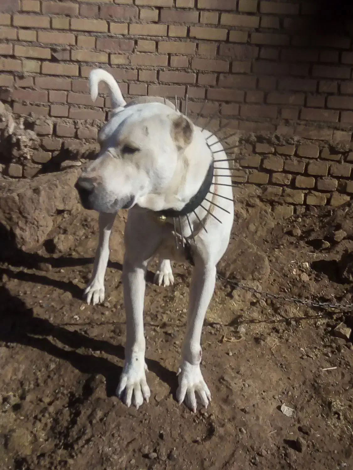 سگ گله و نگهبان|سگ|سبزوار, پیروزی|دیوار