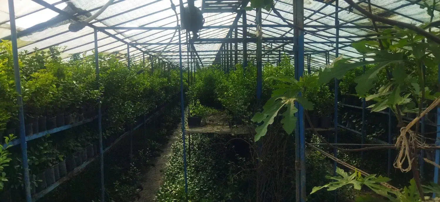 گل و گیاه|گل و گیاه طبیعی|شاندیز, |دیوار