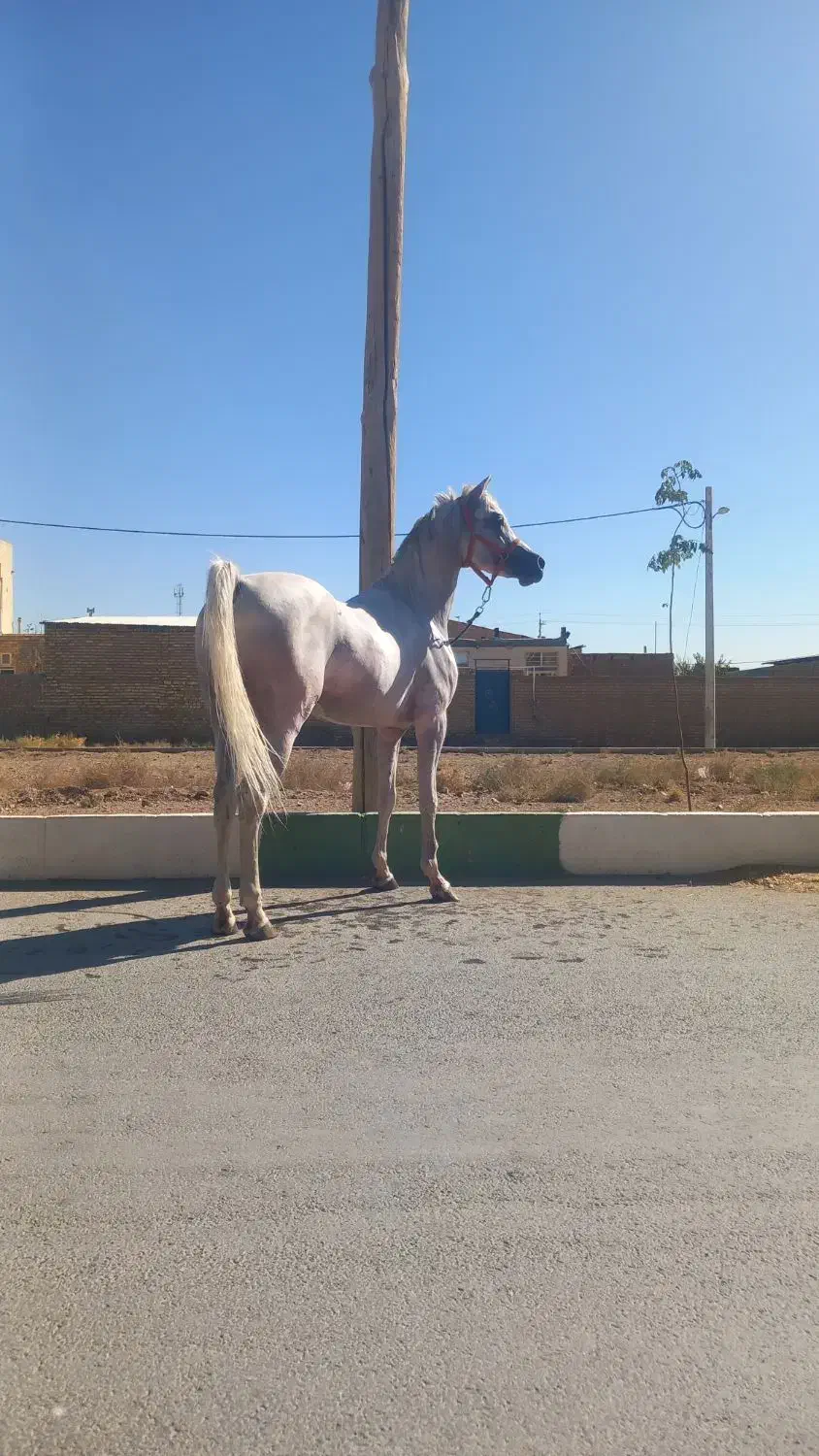 اسب عرب مصری|اسب و تجهیزات اسبسواری|اراک, |دیوار