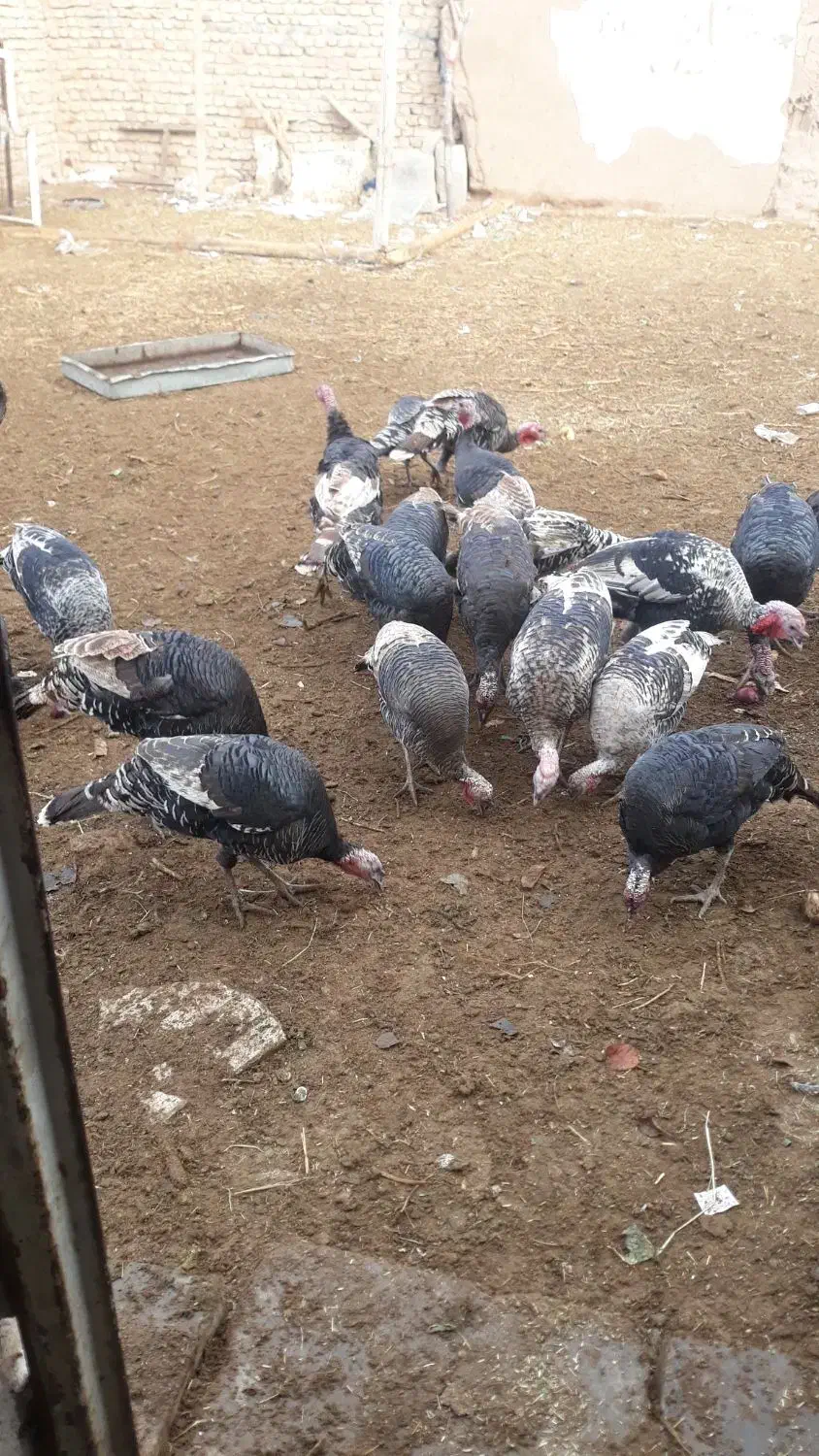 بوقلمون|حیوانات مزرعه|تاکستان, |دیوار