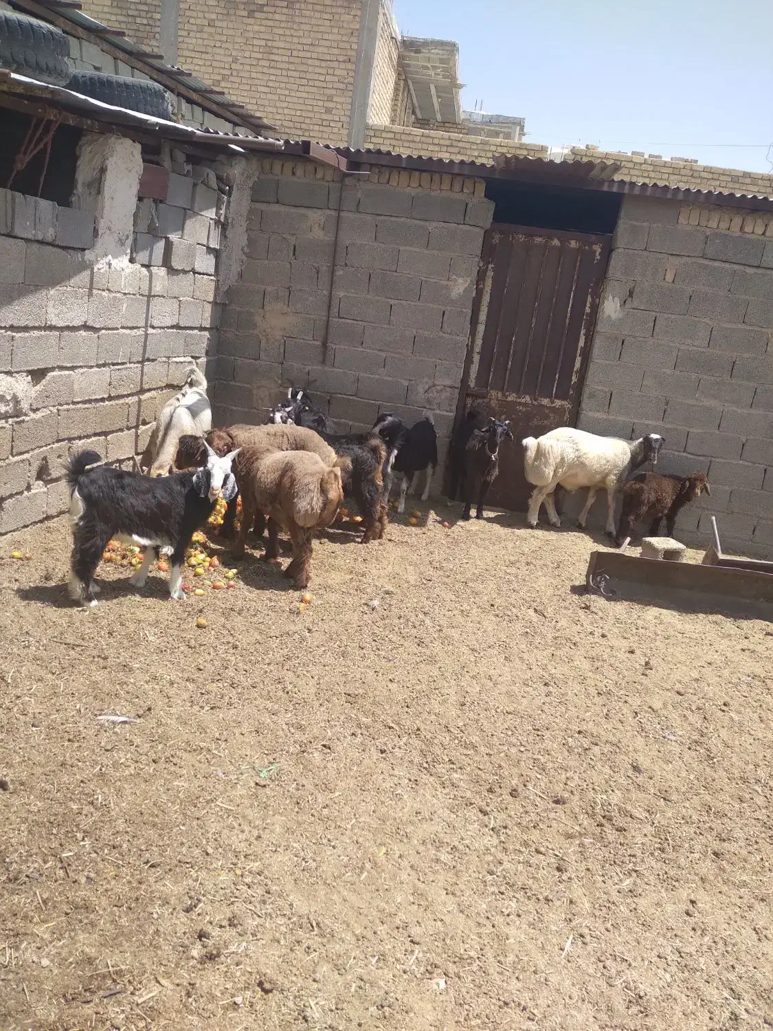 کهره و بره چاق|حیوانات مزرعه|مرودشت, نقش رستم|دیوار