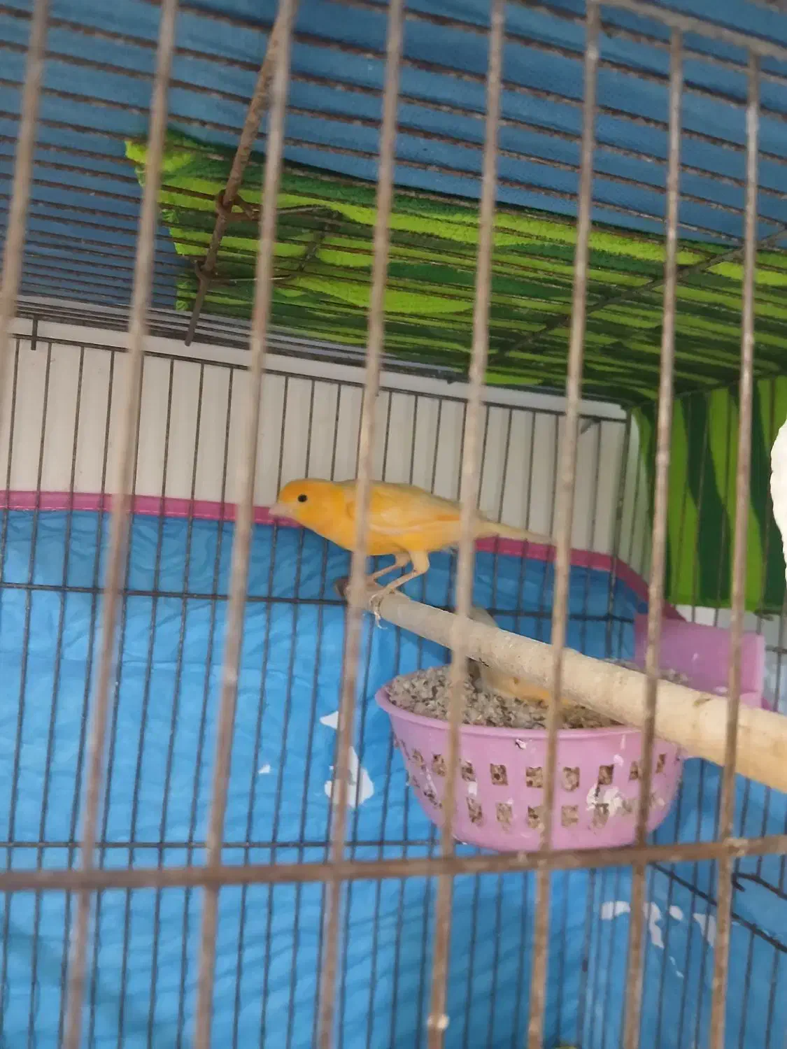 جفت قناری فروشی|پرنده|نطنز, |دیوار