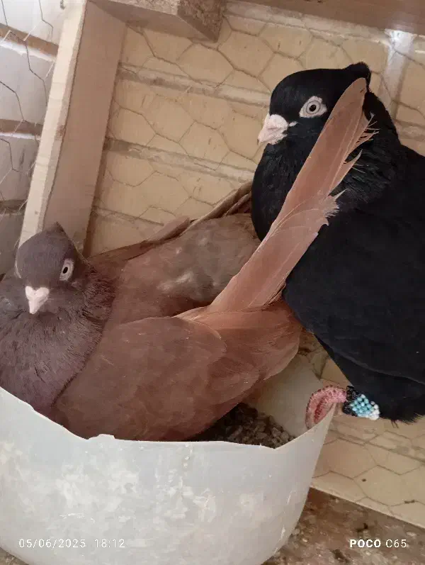 کبوتر درجه یک بازی دار|پرنده|شاهین‌شهر, حافظ شمالی|دیوار