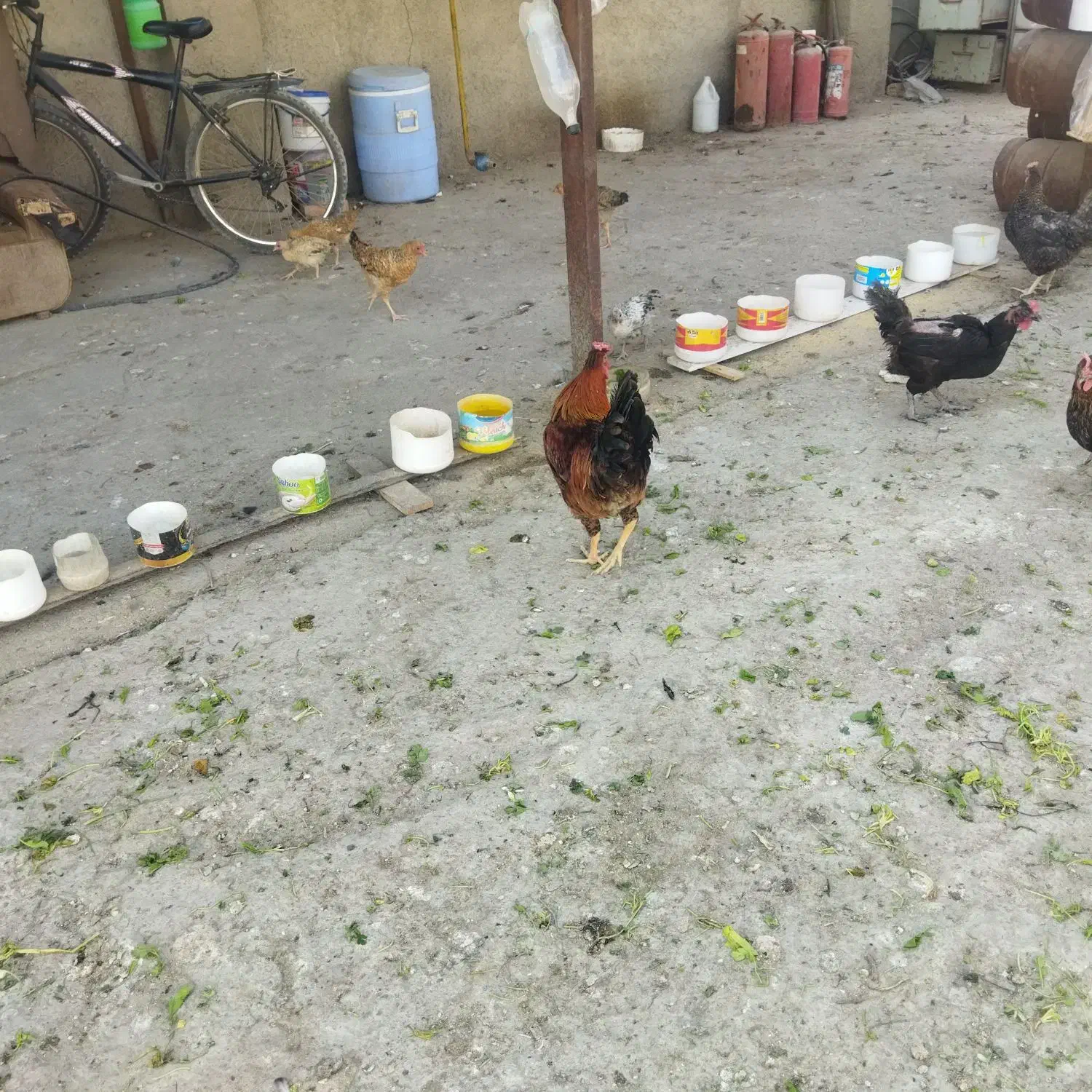 خروس محلی و گلین|حیوانات مزرعه|رباط‌کریم, رباط‌کریم|دیوار