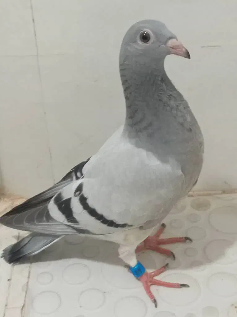 فروش یامعاوضه 3جوجه کبوترموریسردلبر|پرنده|برازجان, |دیوار